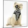 Pomeranian Dog, Rikki, Wearing Pirate Costume-Mark Taylor-Mounted Photographic Print