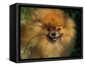 Pomeranian Portrait-Adriano Bacchella-Framed Stretched Canvas