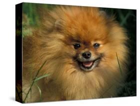 Pomeranian Portrait-Adriano Bacchella-Stretched Canvas