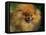 Pomeranian Portrait-Adriano Bacchella-Framed Stretched Canvas