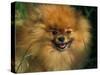 Pomeranian Portrait-Adriano Bacchella-Stretched Canvas