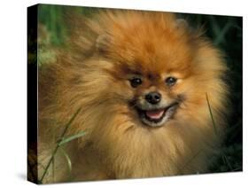 Pomeranian Portrait-Adriano Bacchella-Stretched Canvas