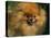 Pomeranian Portrait-Adriano Bacchella-Stretched Canvas