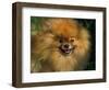 Pomeranian Portrait-Adriano Bacchella-Framed Premium Photographic Print