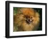 Pomeranian Portrait-Adriano Bacchella-Framed Premium Photographic Print