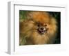 Pomeranian Portrait-Adriano Bacchella-Framed Premium Photographic Print