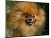 Pomeranian Portrait-Adriano Bacchella-Mounted Premium Photographic Print