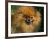 Pomeranian Portrait-Adriano Bacchella-Framed Photographic Print