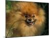 Pomeranian Portrait-Adriano Bacchella-Mounted Photographic Print