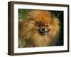 Pomeranian Portrait-Adriano Bacchella-Framed Photographic Print