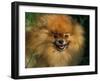 Pomeranian Portrait-Adriano Bacchella-Framed Photographic Print