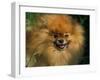 Pomeranian Portrait-Adriano Bacchella-Framed Photographic Print