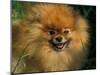 Pomeranian Portrait-Adriano Bacchella-Mounted Photographic Print