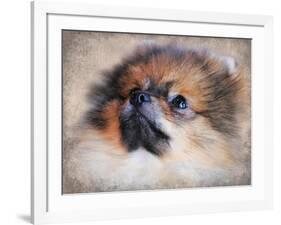 Pomeranian Portrait-Jai Johnson-Framed Giclee Print