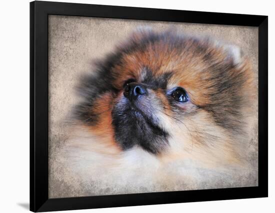 Pomeranian Portrait-Jai Johnson-Framed Giclee Print