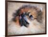 Pomeranian Portrait-Jai Johnson-Framed Giclee Print