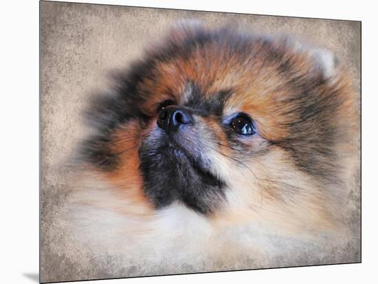 Pomeranian Portrait-Jai Johnson-Mounted Giclee Print