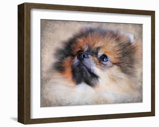 Pomeranian Portrait-Jai Johnson-Framed Giclee Print