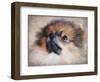 Pomeranian Portrait-Jai Johnson-Framed Premium Giclee Print