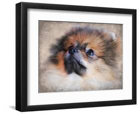 Pomeranian Portrait-Jai Johnson-Framed Premium Giclee Print