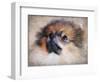 Pomeranian Portrait-Jai Johnson-Framed Premium Giclee Print