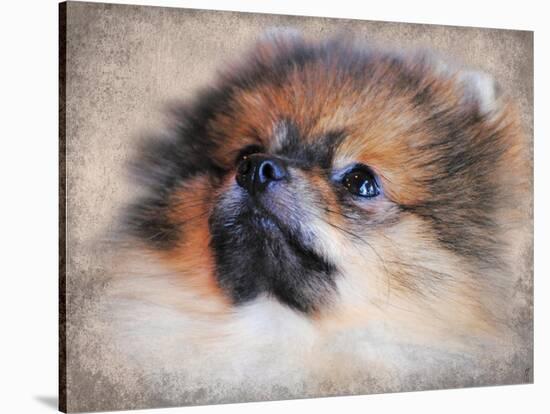 Pomeranian Portrait-Jai Johnson-Stretched Canvas