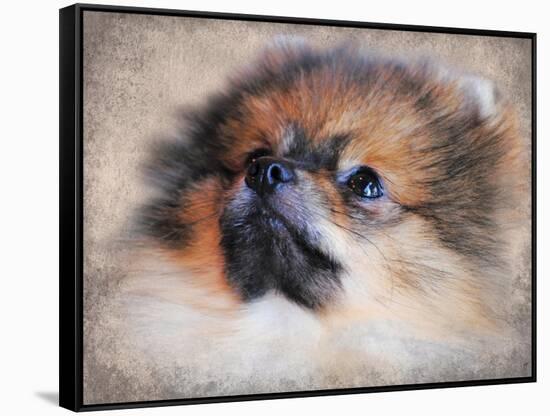 Pomeranian Portrait-Jai Johnson-Framed Stretched Canvas