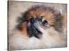 Pomeranian Portrait-Jai Johnson-Stretched Canvas