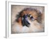 Pomeranian Portrait-Jai Johnson-Framed Giclee Print