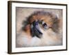 Pomeranian Portrait-Jai Johnson-Framed Giclee Print