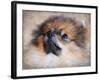 Pomeranian Portrait-Jai Johnson-Framed Giclee Print