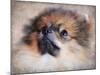 Pomeranian Portrait-Jai Johnson-Mounted Giclee Print