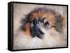 Pomeranian Portrait-Jai Johnson-Framed Stretched Canvas