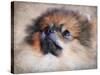 Pomeranian Portrait-Jai Johnson-Stretched Canvas