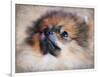 Pomeranian Portrait-Jai Johnson-Framed Premium Giclee Print