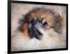 Pomeranian Portrait-Jai Johnson-Framed Premium Giclee Print