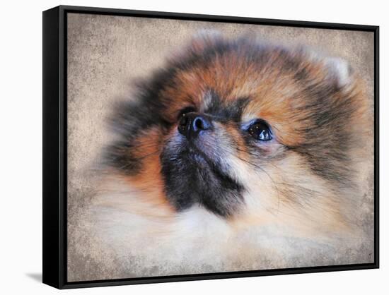 Pomeranian Portrait-Jai Johnson-Framed Stretched Canvas