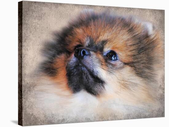 Pomeranian Portrait-Jai Johnson-Stretched Canvas