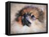 Pomeranian Portrait-Jai Johnson-Framed Stretched Canvas