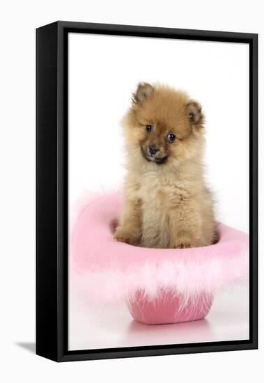 Pomeranian Puppy (10 Weeks Old) Sitting in Pink Hat-null-Framed Stretched Canvas