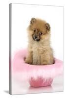 Pomeranian Puppy (10 Weeks Old) Sitting in Pink Hat-null-Stretched Canvas