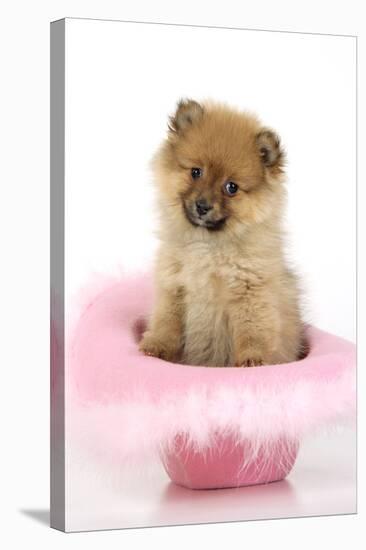 Pomeranian Puppy (10 Weeks Old) Sitting in Pink Hat-null-Stretched Canvas