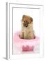 Pomeranian Puppy (10 Weeks Old) Sitting in Pink Hat-null-Framed Photographic Print