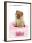 Pomeranian Puppy (10 Weeks Old) Sitting in Pink Hat-null-Framed Photographic Print