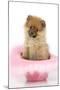 Pomeranian Puppy (10 Weeks Old) Sitting in Pink Hat-null-Mounted Photographic Print