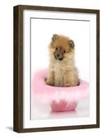 Pomeranian Puppy (10 Weeks Old) Sitting in Pink Hat-null-Framed Photographic Print