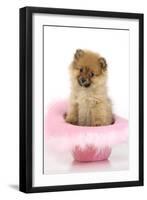Pomeranian Puppy (10 Weeks Old) Sitting in Pink Hat-null-Framed Photographic Print