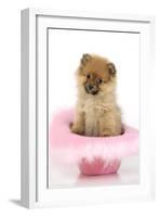 Pomeranian Puppy (10 Weeks Old) Sitting in Pink Hat-null-Framed Photographic Print