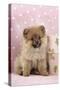 Pomeranian Puppy (10 Weeks Old) with Pink Suitcase-null-Stretched Canvas