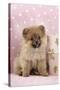 Pomeranian Puppy (10 Weeks Old) with Pink Suitcase-null-Stretched Canvas